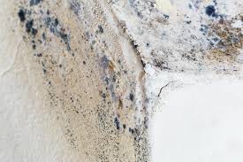 Best Mold Prevention Services  in Glen Ellen, CA